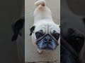 #dog #family #animals #pets #puglife
