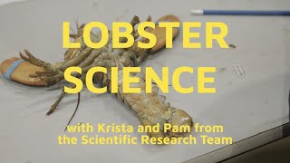 Gespegewagi The Last Land Lobster Science