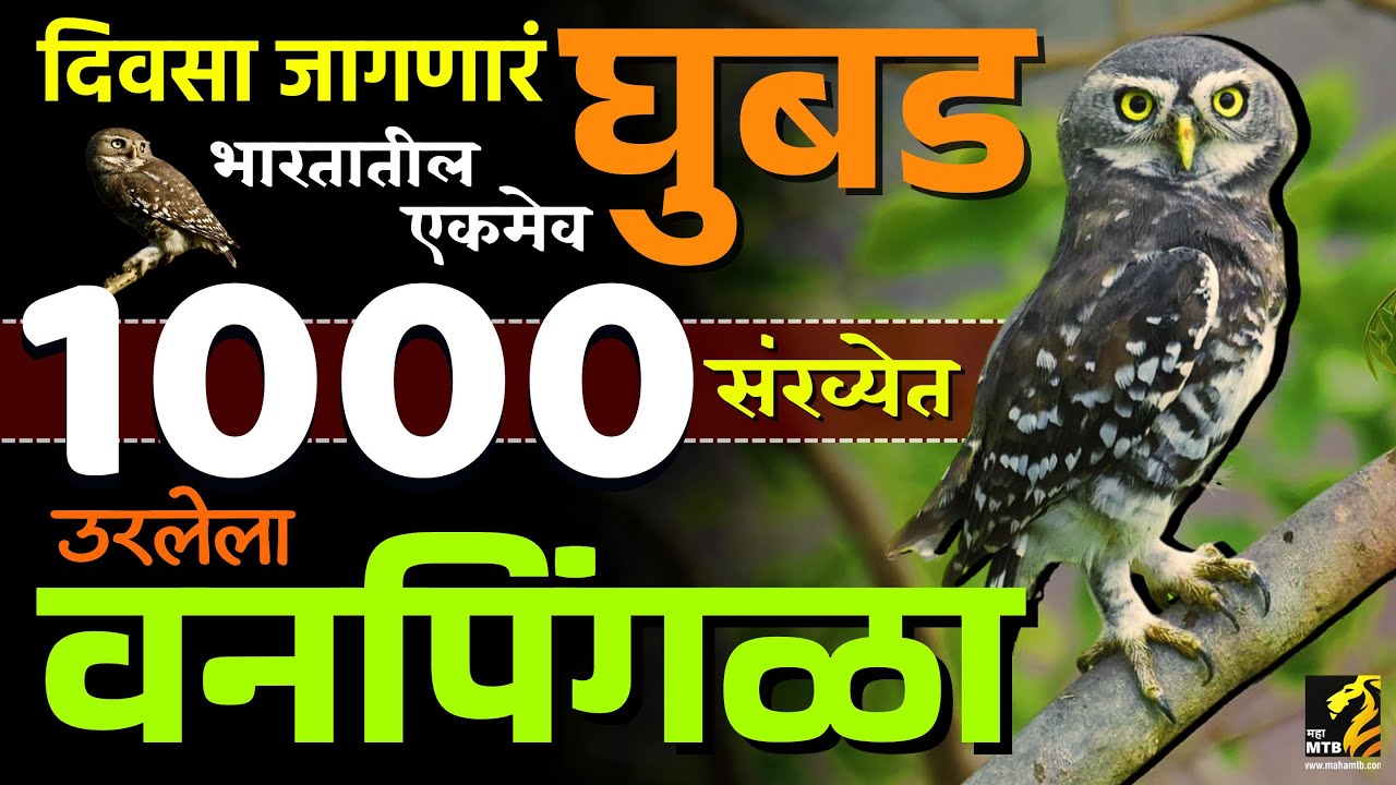संकटग्रस्त वनपिंगळ्याची संख्या वाढतेय का ? | fotest owlet conservation day | Maha MTB
