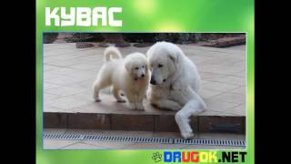 Кувас Кувас
