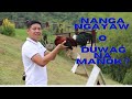 Nangangayaw O Duwag Ba Ang Manok Mo Ito Ang Dahilan At Solusyun Nangangayaw O Duwag Ba Ang Manok Mo Ito Ang Dahilan At Solusyun