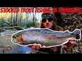 Stocked trout fishing in tennessee