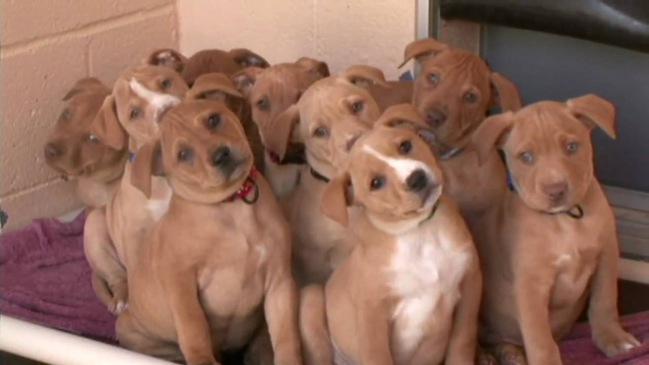 pitbull terrier puppies