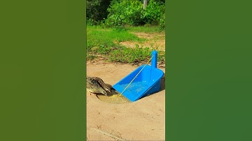 Survival New Create Bird Trap #Quail Trap #video shorts