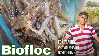 Partial Harvesting in Prawn Farming in Biofloc | 105 days Update | Shrimp Vannamei