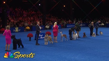 National Dog Show 2024: Best in Show (Full Judging) | NBC Sports