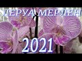 Первый обзор орхидей в Леруа Мерлен 2021 год