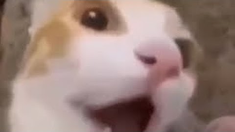 Random videos I have on my camera roll (pt. 4)