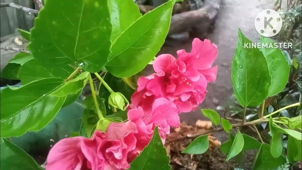 HOW TO PROPAGATE GUMAMELA howtopropagategumamela gumamela 