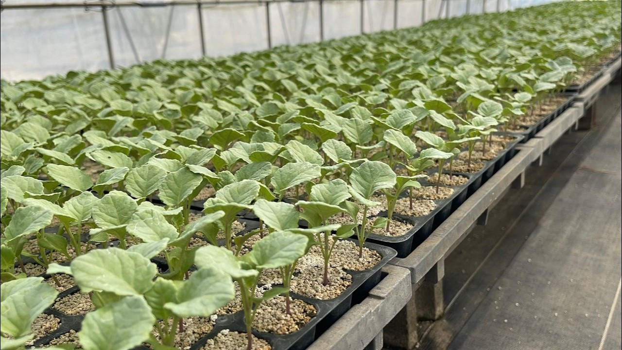 野菜の種まき苗作り大失敗！？水やりしても枯れる？【丈夫な苗を育てる方法】25/7/31