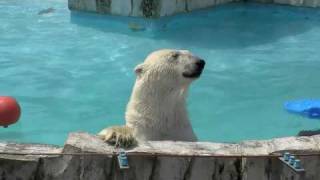 ホッキョクグマの楽しい水遊び〜Polar Bear play in the pool