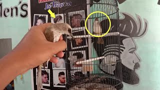 TRIK AMPUH MELATIH TRUCUKAN AGAR CEPAT GARUDA