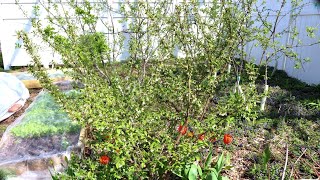 Goumi - A Very Productive Berry Shrub