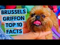 Brussels Griffon - TOP 10 Interesting Facts の動画、YouTube動画。