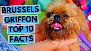 Brussels Griffon  TOP 10 Interesting Facts
