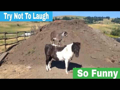 funny-horse-videos-clean---try-not-to-laugh-[2019]