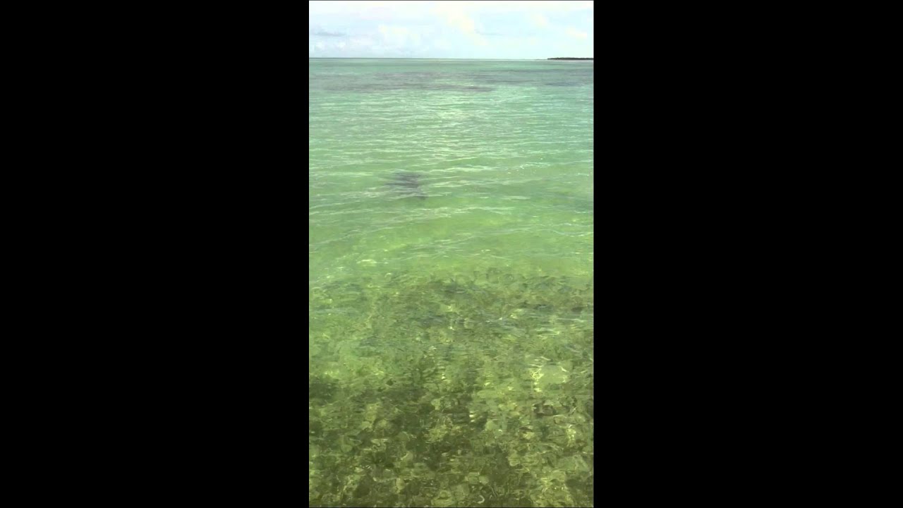 Second Generation Fishing Charters Key West Hammerhead Shark Fishing YouTube