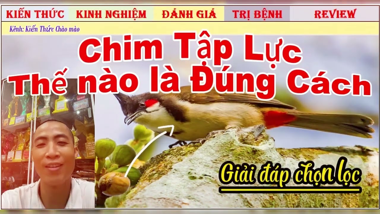 Các Nguyên nhân Chim hay quẹt Mỏ vào Cầu khi thi Đấu, khắc phục ra sao!!