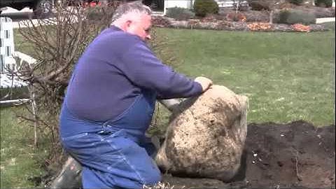 How To Ball and Burlap Dig A Tree