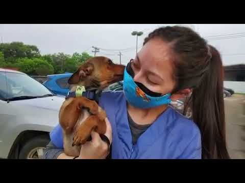 วีดีโอ: Spaying และ Neutering Saves Lives