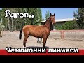 CHEMPIONNI LINIYASI BARON YOZGA 2 YOSH BÒLADI.. TOYNI KUCHLIGI CHIKDI..horsemarket..продаются лошади