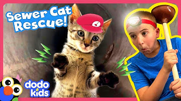 Rescuer Saves Kitten By Doing WHAT?! | Dodo Kids | Rescued!
