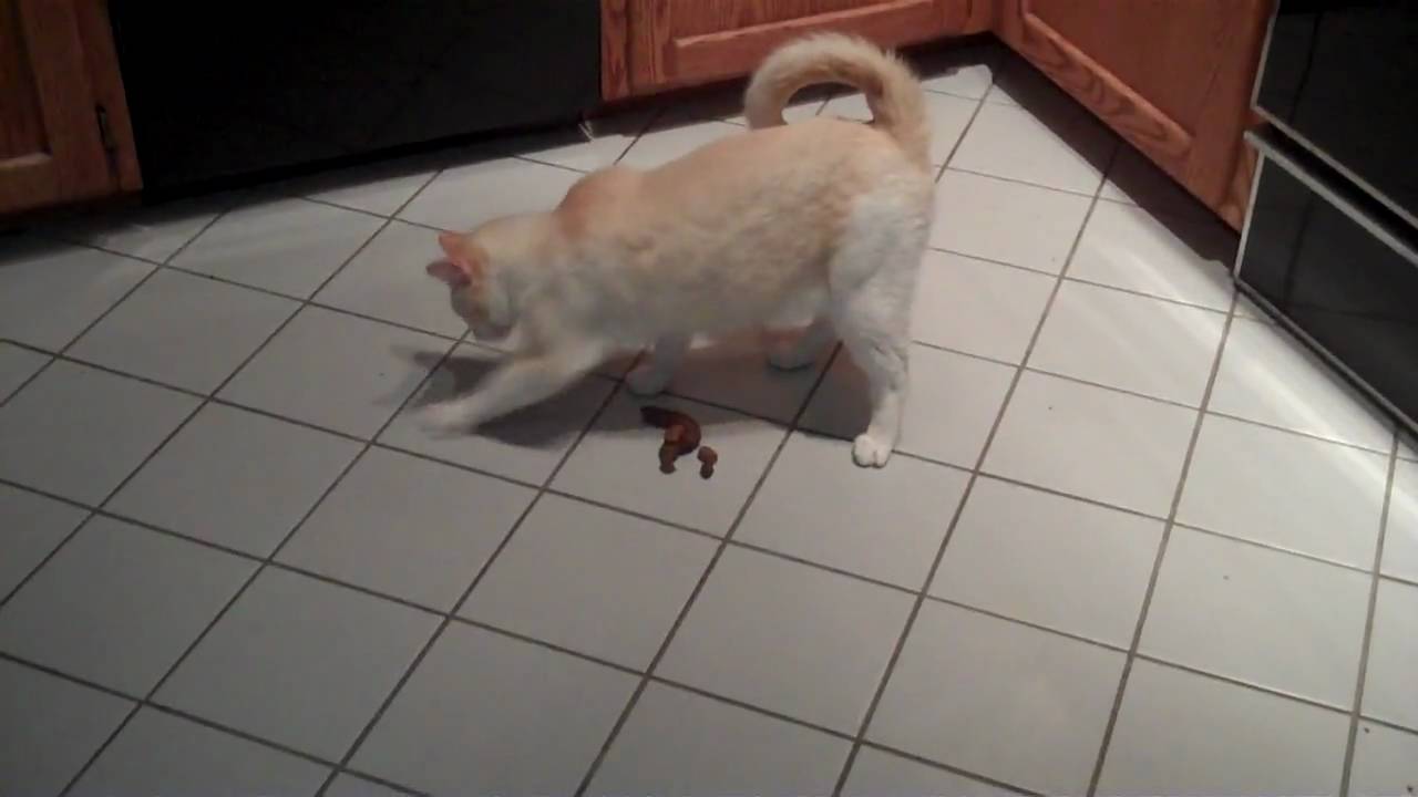 Did My Cat Really Just Shit Inthe Kitchen And Try To Bury It On A