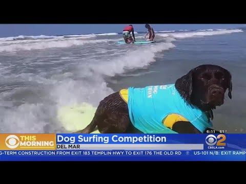 Video: Slavný Surf Dog odejde před šampionátem do Protest 