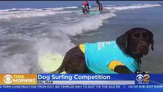 Dog surfing competition raises money for shelter pets