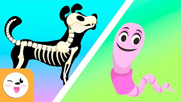 Qual a diferença em vertebrado é invertebrado?