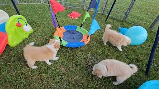 Border Collie Puppy Zoomies + Summer of Swinging & Sliding Fun!!