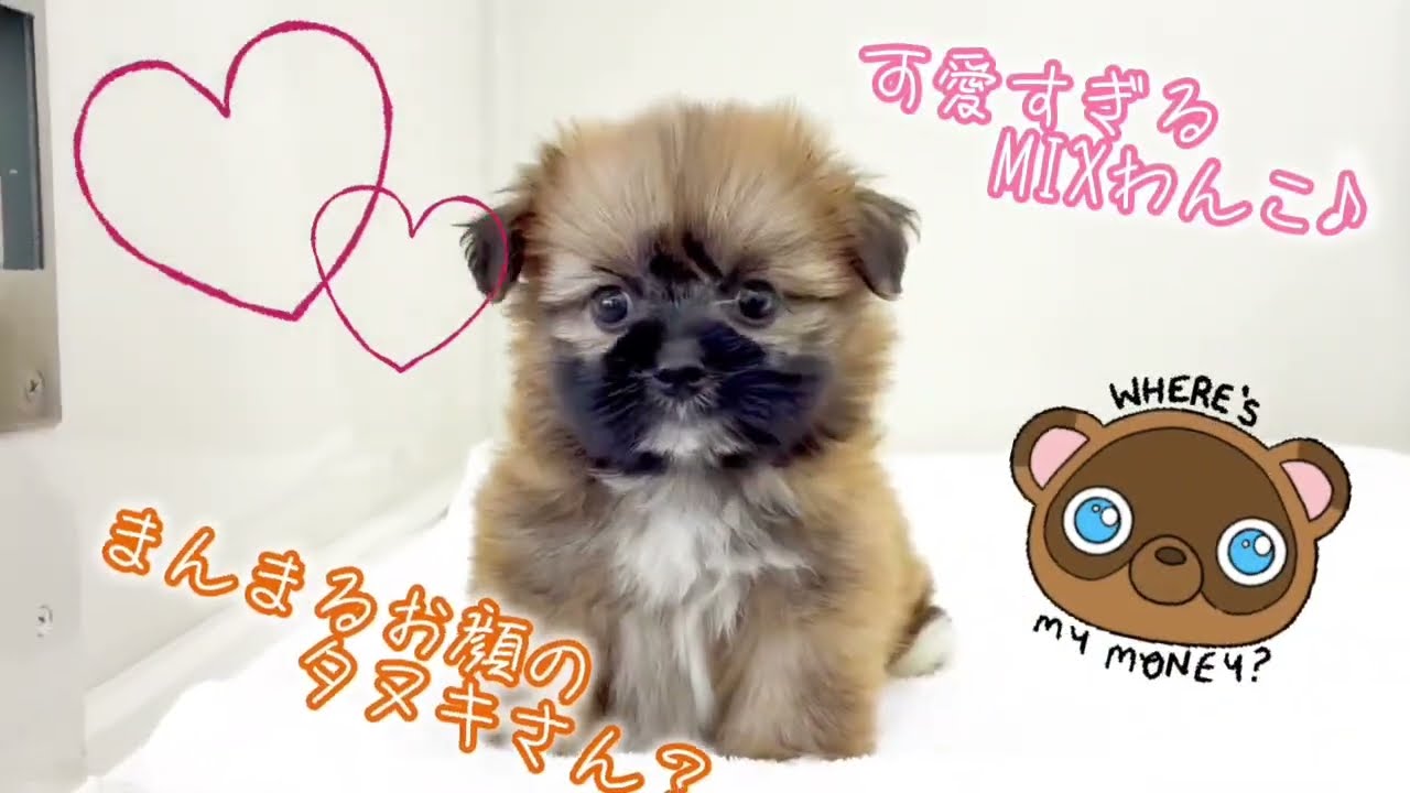 価格の安いMIX犬（父：ポメラニアン 母：シーズー）♂もこもこキュート