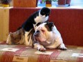Bulldog Cat massage