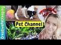 Welcome to creative pet keeping  the best youtube channel about betta fish and pets