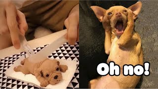 Dog Reaction to Cutting Cake   Funny Dog Cake Reaction Compilation  Pets House | 2020
