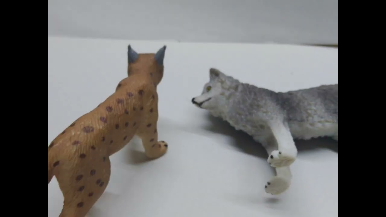 Lynx VS Wolf 3D Animation