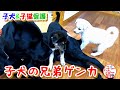 【犬　子犬　保護犬】子犬と子猫を保護　子犬の兄弟ゲンカ