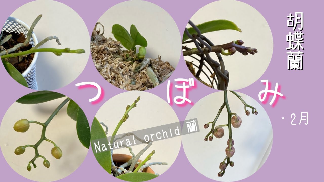 2月18日 2月中旬の胡蝶蘭 つぼみが小さめの株たち お買得品だった株に