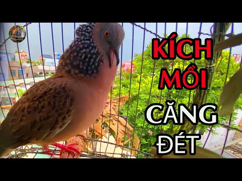 Video Cu gáy mồi cây thúc. gù kích mồi tập bổi căng lửa . - youtube