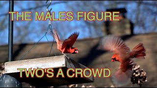 Male Cardinals: Hormones Rising! [NARRATED]