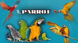 Parrots Video with music | Parrots videos | Parrots