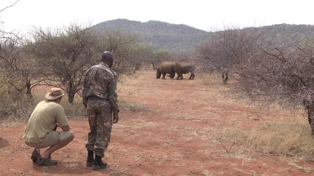 Anti-poaching team with two protected White Rhinos nearby