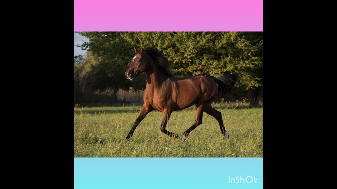 da puledri a cavalli