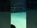 サンシャイン水族館大水槽(ヒョウモンオトメエイとオジサン)