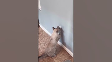 We got our #kitty #cat this #catnip toy