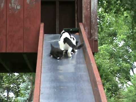 Kittens on a Slide