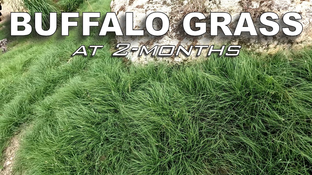 Новости о прополке и взгляд на траву буйвола за два месяца