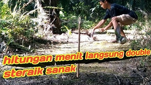 🔴 jerat burung ruak ruak spot ini hitungan menit langsung double strike#जाल दरार#ruakruak#burung#जाल