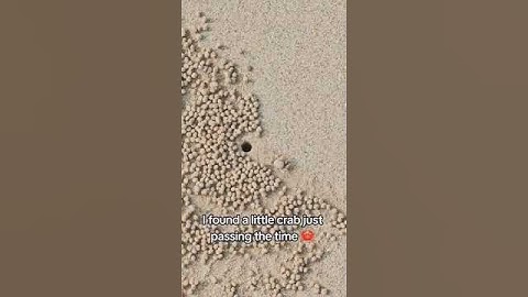 Tiny crab making sand pellets #fyp #shorts #foryou