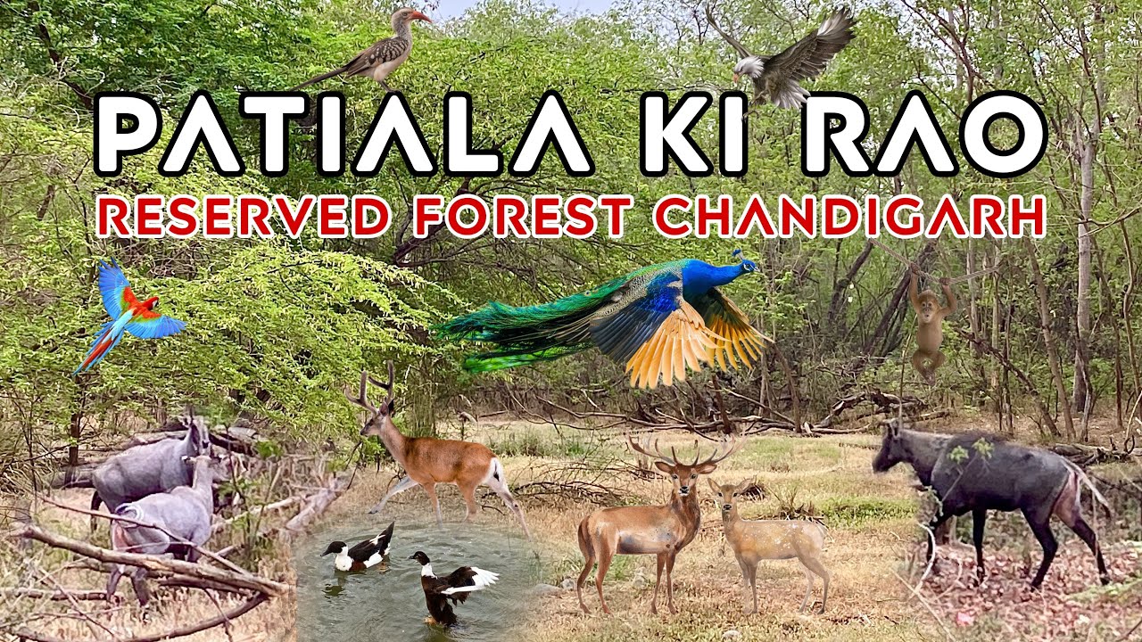 Jungle in Chandigarh | Patiala ki Rao Forest | Wildlife Spotting ...
